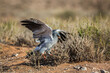 Pale Chanting-Goshawk hunting in ground in Kgalagadi transfrontier park, South Africa; specie Melierax canorus family of Accipitridae