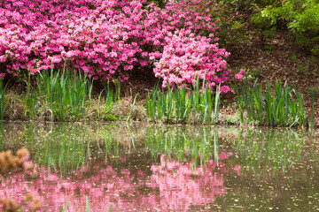 Wall Mural - Pink Azalea reflected in water