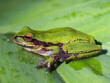 © Mauricio Acosta - Macro photography of a green dotted treefrog standing on a leaf, captured at a garden near the town of Arcabuco, in the central Andes of Colombia.