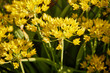 czosnek ozdobny,  Allium giganteum