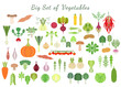 Big set with a various types of vegetables