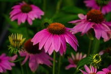 Purple Coneflowers From Garden - Summer Perennials, Selective Focus