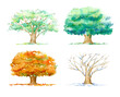 Oak.Deciduous tree and four seasons.Watercolor hand drawn illustration.White background.	