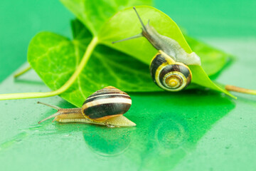 Two grape snails on a green leaf