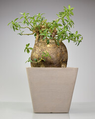 Pachypodium bispinosum plant in a pot shot in studio  