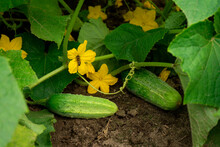 Cucumbers Growing In A Vegetable Garden In Summer With Green Fruits And Yellow Flowers