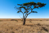 Fototapeta Sawanna - acacia tree savannah