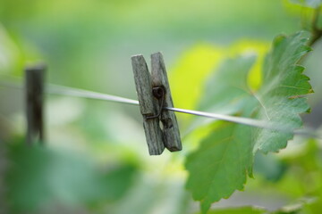 Old wooden clothespins hang on a rope in a summer garden