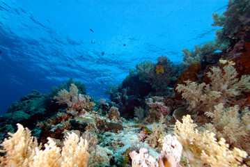 A picture of the coral reef