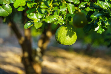 Wall Mural - Close up of green Grapefruit grow on the Grapefruit tree in a garden background  harvest citrus fruit thailand.