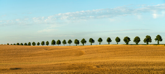 Wall Mural - beautiful fields of ripening grain in the evening sun