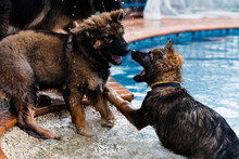 German Shepherd Water-fight