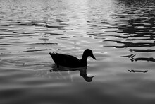 Duck In The Lake