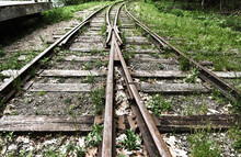 Overgrown Railroad Tracks 