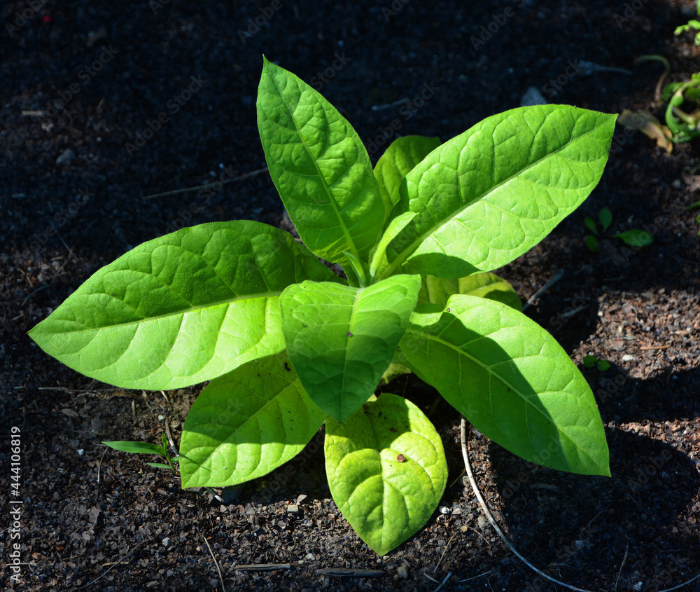tobacco plant harvest time Cultivation of tobacco
