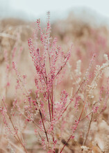 Dried Pink Wildflowers
