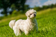 Small mini maltese dog on the meadow