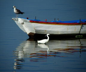 Poster - nas águas da ria formosa