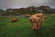Scottish Highland Cattle