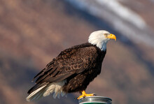 Bald Eagle Brightly Lit Perching While In The Kenai Peninsula In Seward Alaska USA