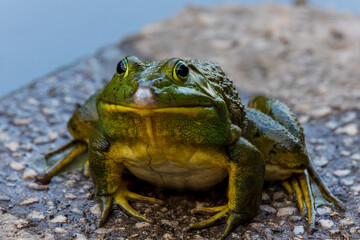 Closeup of a cute bullfrog with a shiny silver colored nose.
