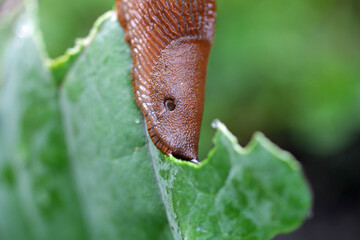 Wall Mural - close up of a slug on the cabbage in the raised bed 