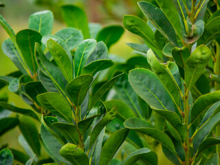 Wall Mural - yerba mate