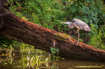 Sticker - Great blue heron on a large fallen log