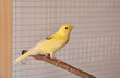 A young yellow male canary on bird perch stands in the cage at home. Cute Slavujar canary breed with pattern