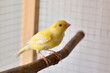 A young yellow male canary on bird perch stands in the cage at home. Cute Slavujar canary breed