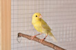 Yellow canary on bird perch stands in the cage at home and looking at camera. Cute Slavujar canary breed with pattern
