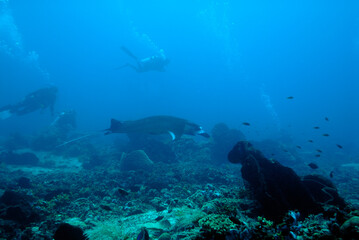 Wall Mural - A picture of a manta