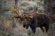 giant shiras bull moose during autumn