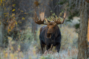 Wall Mural - standing shiras moose in Wyoming