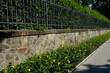 along the fence with a brick foundation is a flower bed with St. John's wort bushes. The forged black fence is overgrown with hornbeam hedges