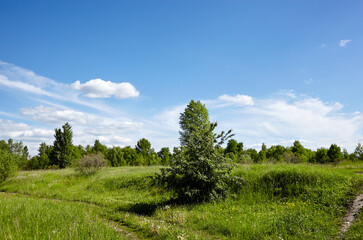 bright summer forest against the sky and meadows. beautiful landscape of green trees and blue sky ba