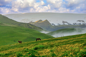 Wall Mural - Landscape view of valley on summer morning and misty, two horses on green fields and yellow wild flowers, rural farm in small town in Iceland, fresh and relaxing atmosphere.