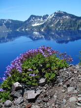 Purple Penstemon Wildflowers On A Sunny Summer Day  On The Shore Of Crater Lake. Oregon, With A Mountain Backdrop