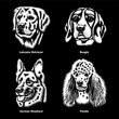 Dog Heads of different Breeds Vector Graphic On Black