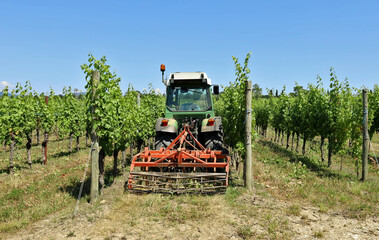 Tractor towing a grass cutting machine among  rows of a vineyard in summertime.