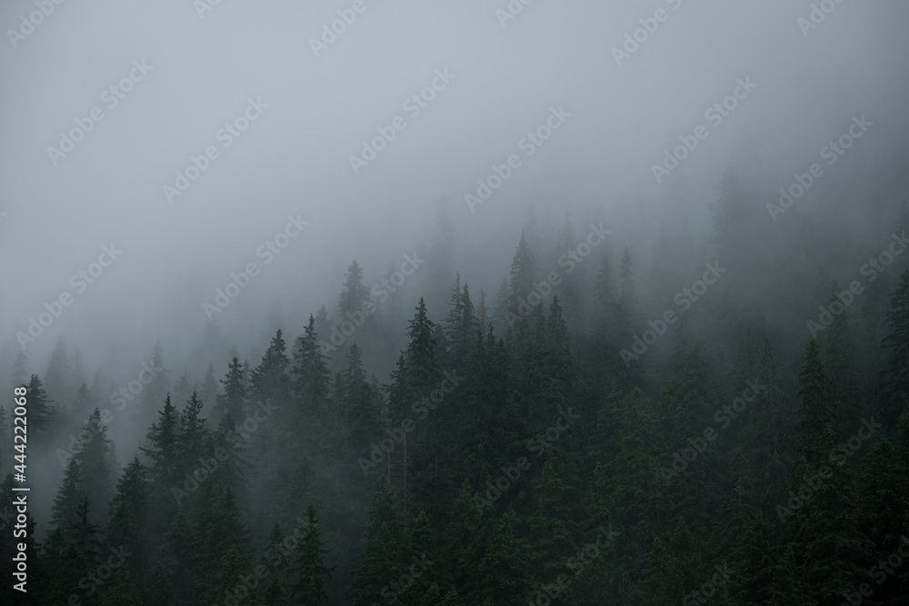 Rainfall over a pine tree forest high into the mountains on a summer day - obrazy, fototapety, plakaty 