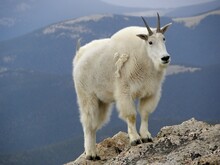 Lose Up Of  A Mountain Goat Standing On A Cliff On Mount Evans, In The Rocky Mountains Of  Colorado