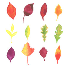 Wall Mural - Isolated different autumn leaves on white background