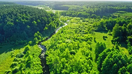 Wall Mural - River and forest in summer. Aerial view of nature, Poland.