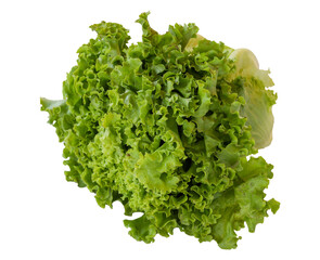 Fresh green lettuce isolated on a white background. Lettuce Clipping Path