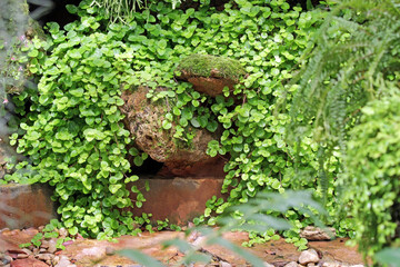 Large mint plant growing and spreading in a garden and covering a rocky area