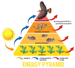 Poster - Science simplified ecological pyramid