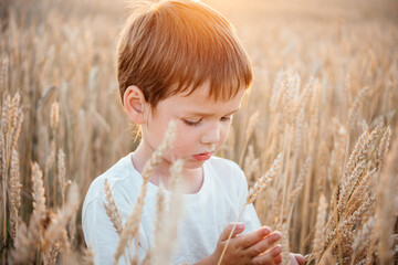 Little boy in the yellow wheat field at sunset summer landscape, summer agricultural background with ripe wheat spikes