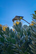 Cape Sugarbird on protea flower with yellow blossoms.