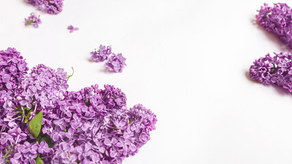  Blooming lilac flowers on white background, Space for text. Spring concept